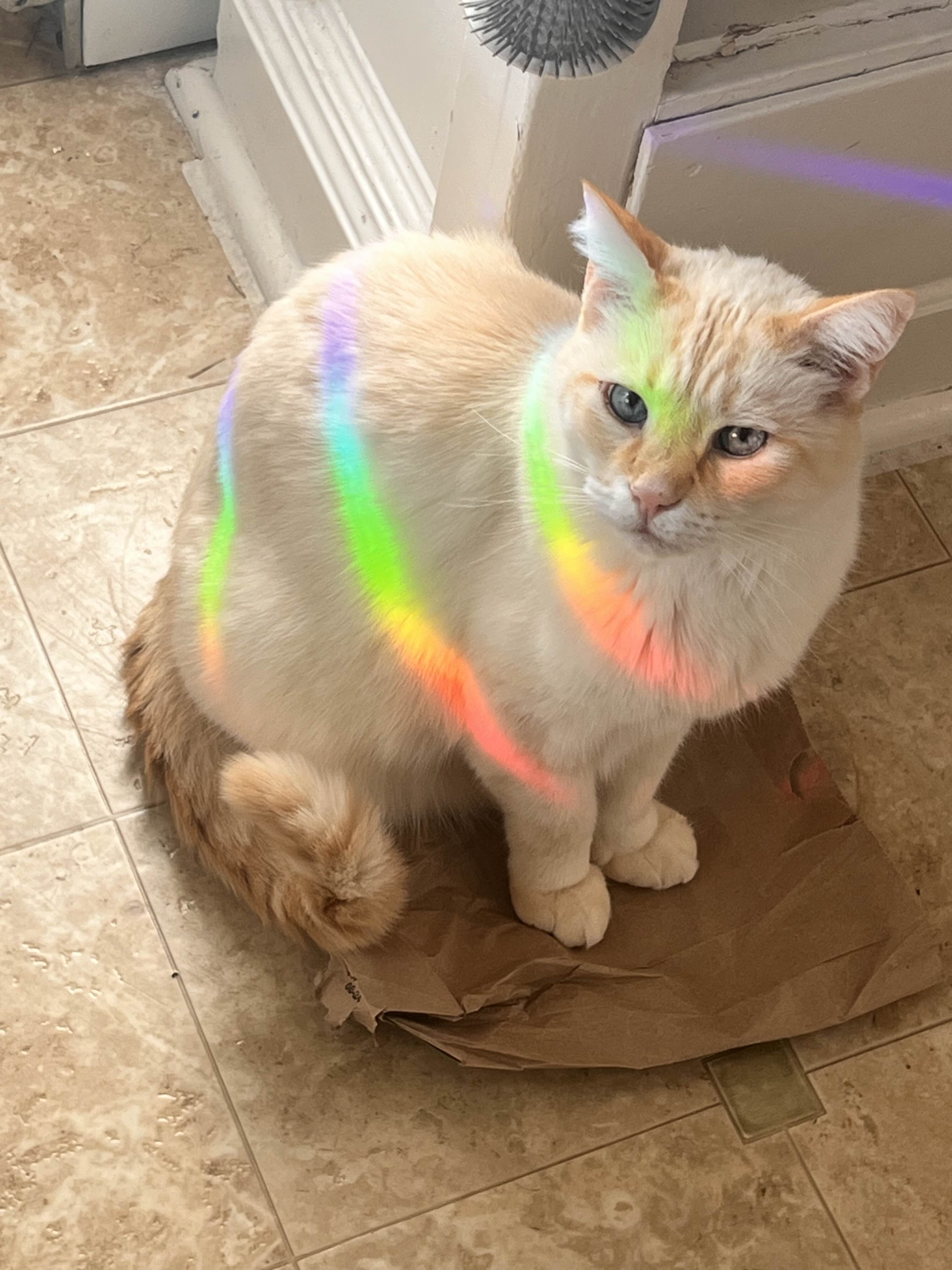 A picture of Kitten with rainbows projecting onto him.