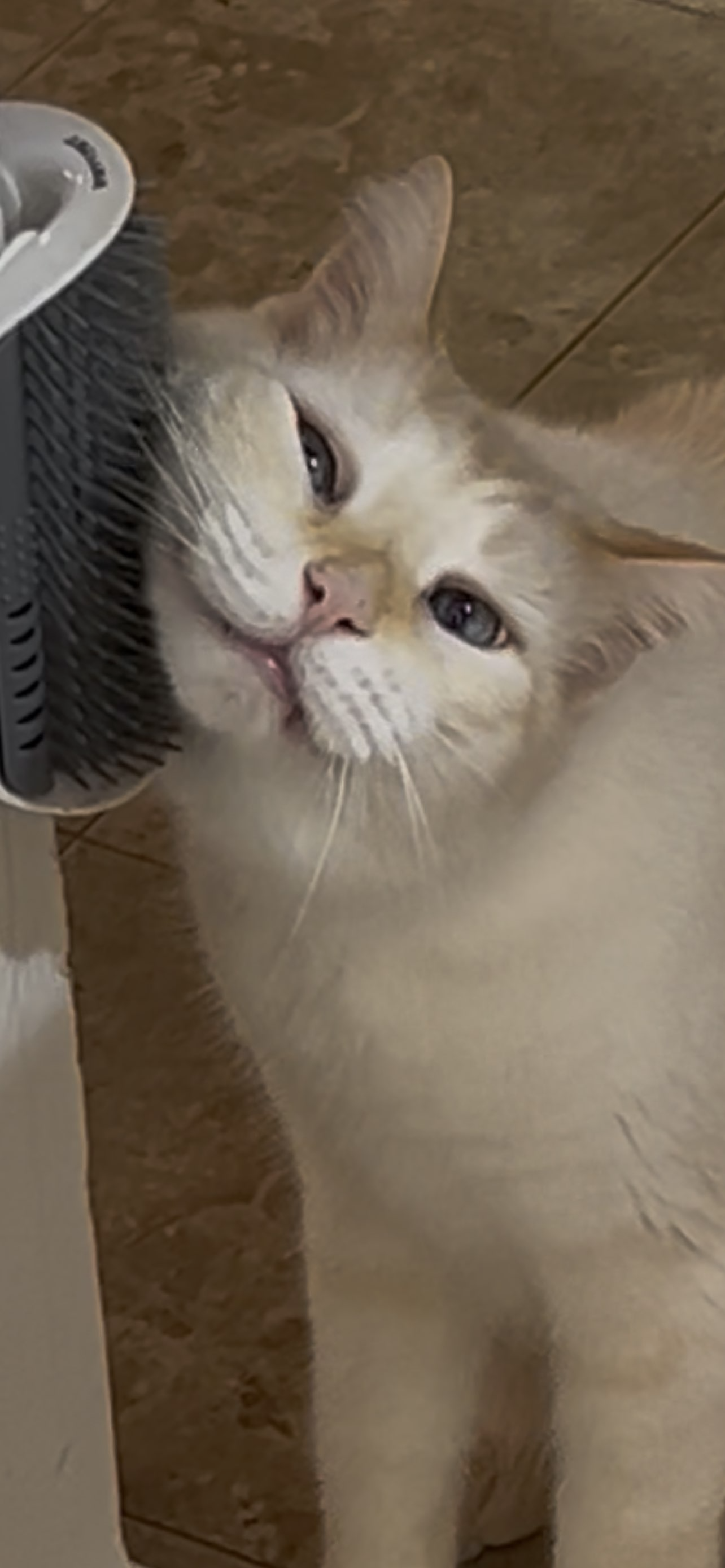 A picture of Kitten doing something weird and making a strange face.