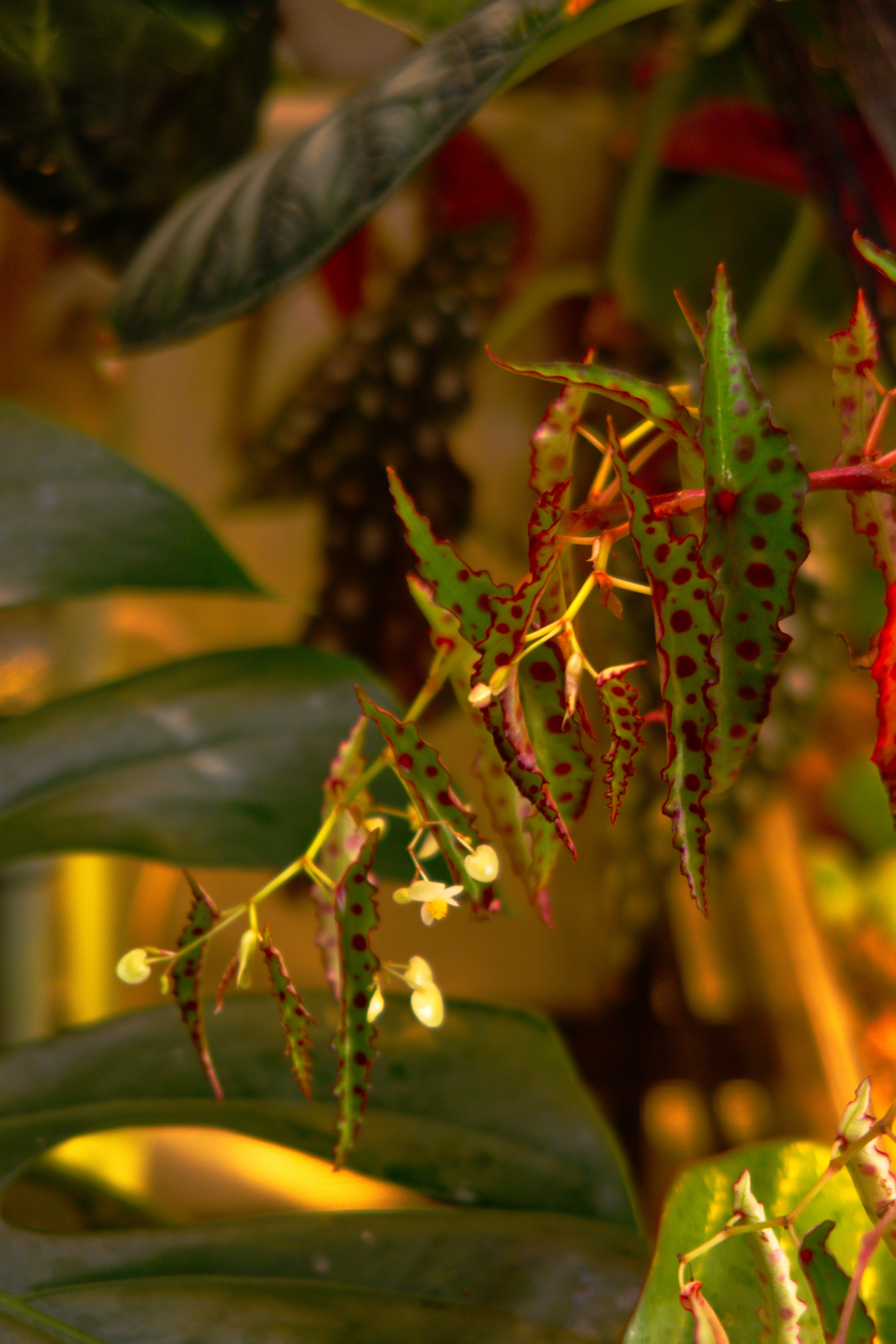 A picture of pitcher plants in a greenhouse that links to the plant gallery subpage.